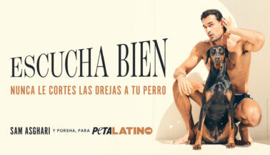 ¡Escucha bien! Sam Asghari y su cachorrita Porsha transmiten un mensaje contra el corte de orejas en nuevo anuncio de PETA Latino