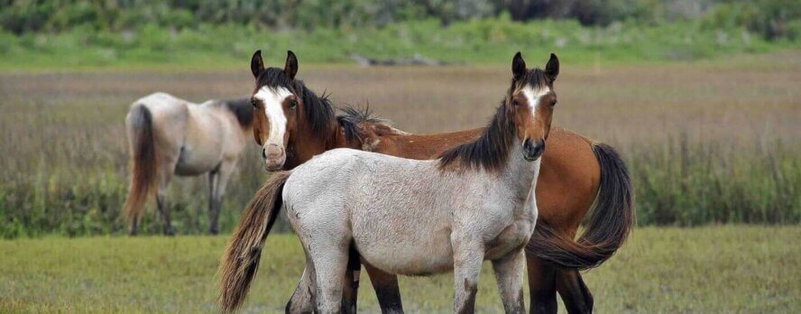 Formas rápidas de ayudar a los caballos