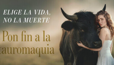 Una actriz mexicana usa la poderosa historia de un toro pacífico para inspirar a la gente a oponerse a las corridas de toros