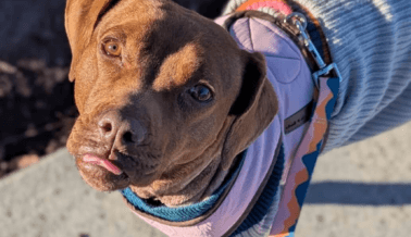 Rescatada y adoptable: La perra Liora ilumina hasta los rincones más oscuros