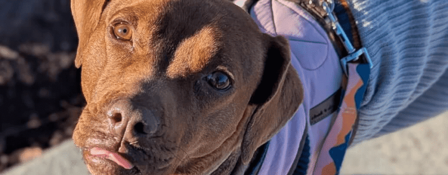 Rescatada y adoptable: La perra Liora ilumina hasta los rincones más oscuros