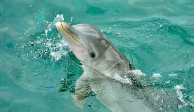 Los delfines languidecen en Six Flags Discovery Kingdom: actúa