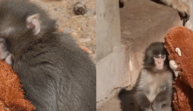 No compartas esa publicación del mono Punch: Aquí te explicamos por qué.