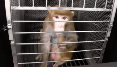 Dentro de las enfermedades que se incuban tras las puertas cerradas de los laboratorios.