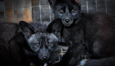 Detén la matanza: pídele a Temu que prohíba estas pieles de animales