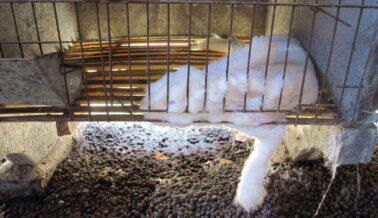 Pídeles a estos minoristas que dejen de vender la cruel lana de angora