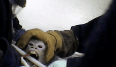 Video de informante: Monos confinados solos en jaulas sucias en el New Iberia Research Center