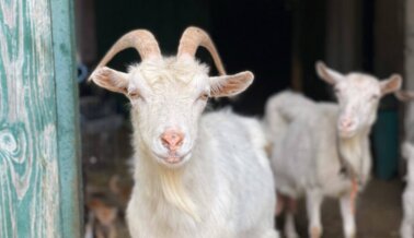 ¡VICTORIA! Caballos salvados de la muerte en la Universidad Estatal de Washington