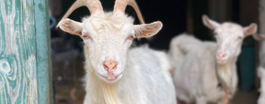 ¡VICTORIA! Caballos salvados de la muerte en la Universidad Estatal de Washington