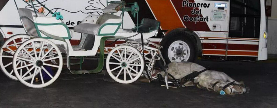 Mérida necesita un futuro compasivo: Empezando con la prohibición de los carruajes