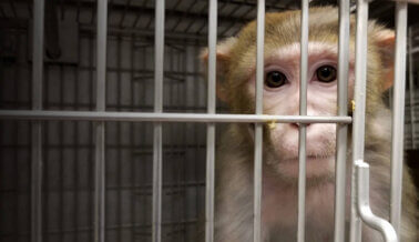 Horror de pruebas en animales: colocaron 20 tornillos en el cráneo de un mono