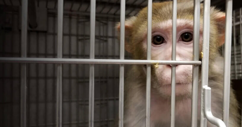 Horror de pruebas en animales: colocaron 20 tornillos en el cráneo de un mono