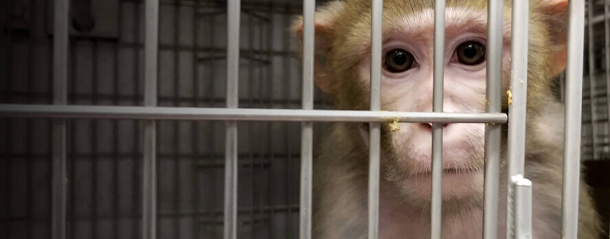 Horror de pruebas en animales: colocaron 20 tornillos en el cráneo de un mono