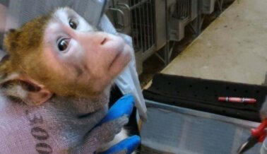 Pongan fin a la tortura de monos: Un proyecto de ley histórico prohibiría las importaciones de monos para laboratorios