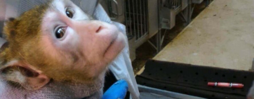 Pongan fin a la tortura de monos: Un proyecto de ley histórico prohibiría las importaciones de monos para laboratorios
