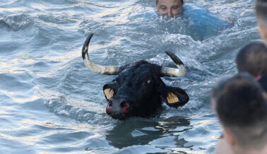 Actúa ahora para poner fin al tormento de los toros forzados a caer al mar