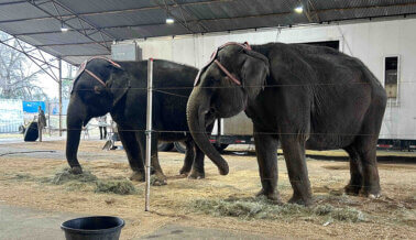¡Exige a Carson and Barnes Circus que ponga fin a todos los actos crueles con animales!