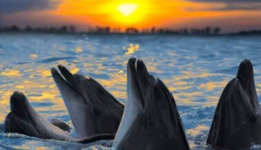 ¡Victoria vacacional! Dos importantes destinos eliminan encuentros de “nado con delfines”
