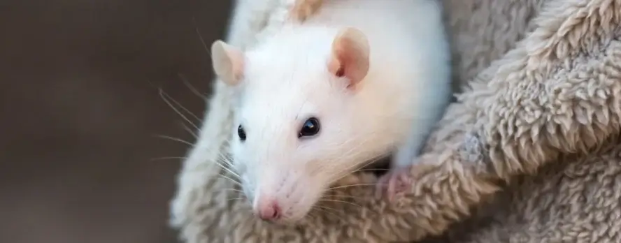 La Unión Europea se acerca más al fin de las pruebas químicas en animales