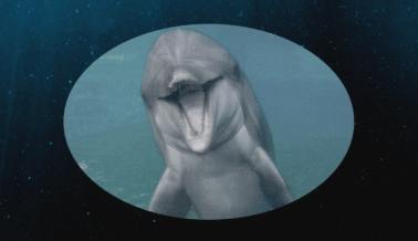 El delfín Dottie nunca conoció el océano: ahora ha muerto en SeaWorld