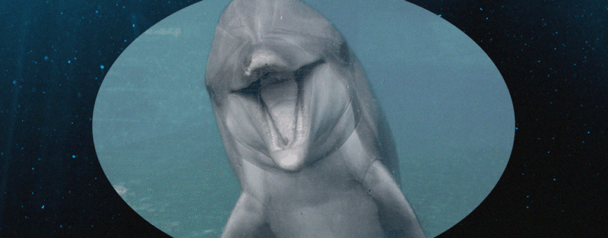 El delfín Dottie nunca conoció el océano: ahora ha muerto en SeaWorld