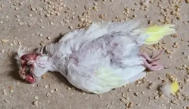 Periquitos decapitados en una fábrica de cría vinculada a PetSmart, Petco y otras