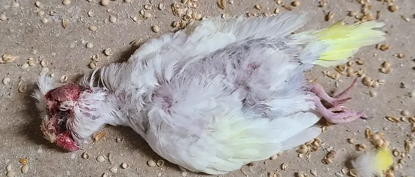 Periquitos decapitados en una fábrica de cría vinculada a PetSmart, Petco y otras