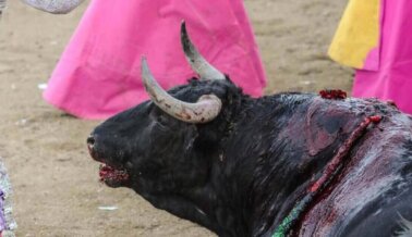 La tauromaquia contradice el mensaje de Cristo, pero estos sacerdotes la defienden