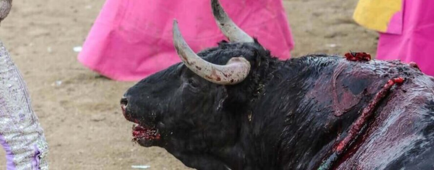 La tauromaquia contradice el mensaje de Cristo, pero estos sacerdotes la defienden