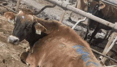 Imágenes de informante muestran vacas con pezuñas podridas, ensangrentadas y sobrecrecidas