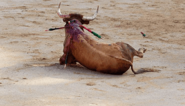 Las 10 principales alertas de acción de PETA Latino de este mes