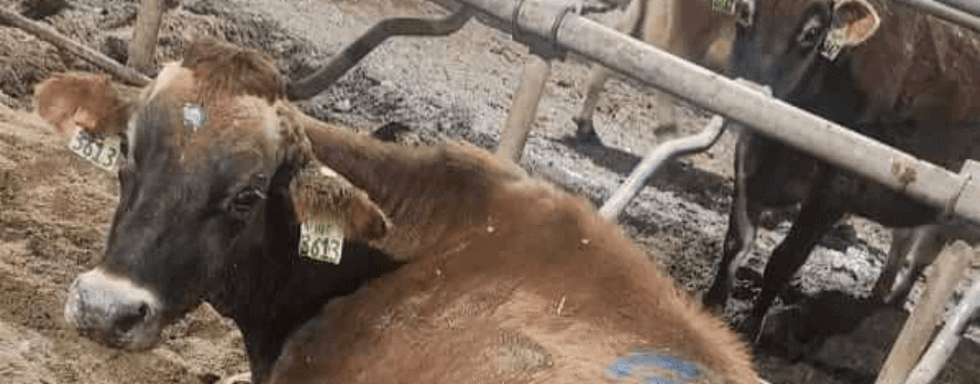 Imágenes de informante muestran vacas con pezuñas podridas, ensangrentadas y sobrecrecidas
