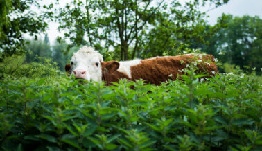 Ayuda a las vacas a través de Taco Bell: ¡pídele a la empresa que agregue queso vegano!