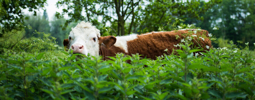 Ayuda a las vacas a través de Taco Bell: ¡pídele a la empresa que agregue queso vegano!