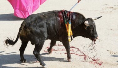Agradece a la presidenta Sheinbaum y pídele que ahora proteja a los toros