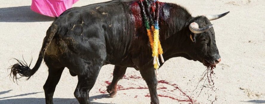 Agradece a la presidenta Sheinbaum y pídele que ahora proteja a los toros