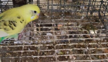 Periquitos decapitados en una fábrica de cría vinculada a PetSmart, Petco y otras