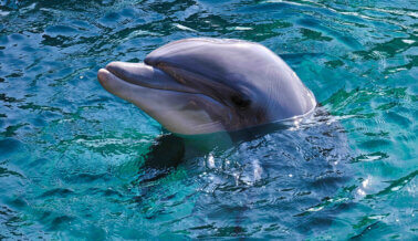 Pide a Dolphin Discovery: Trasladen a los delfines a santuarios costeros