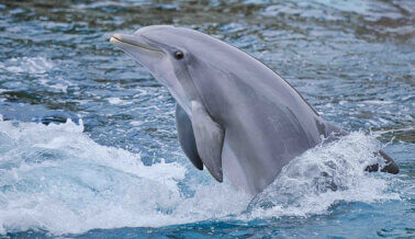 Pide a Delphinus que cumplan con la Ley de Protección de Delfines de México Pide a Delphinus que cumplan con la Ley de Protección de Delfines de México
