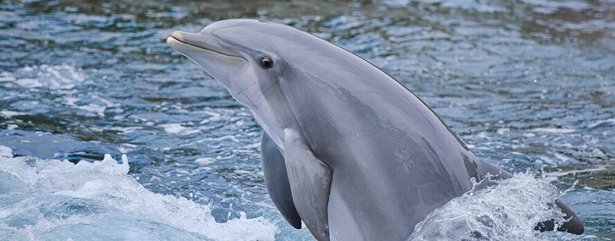 Pide a Delphinus que cumplan con la Ley de Protección de Delfines de México