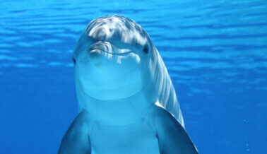 Exige a Cabo Adventures que envíen a los delfines a santuarios