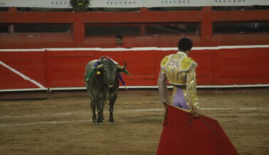 La ley es clara: pongamos fin a las corridas de toros en México