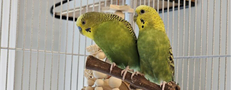 Mira a estos periquitos rescatados alzar el vuelo tras años de confinamiento en un criadero para el comercio de mascotas.