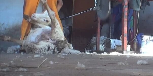 sheep