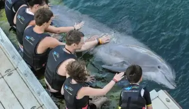 Reseñas e informes gubernamentales revelan cómo los delfines sufren y mueren en parques temáticos y lamentables acuarios