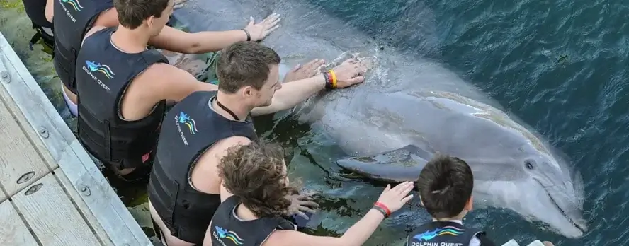 Reseñas e informes gubernamentales revelan cómo los delfines sufren y mueren en parques temáticos y lamentables acuarios