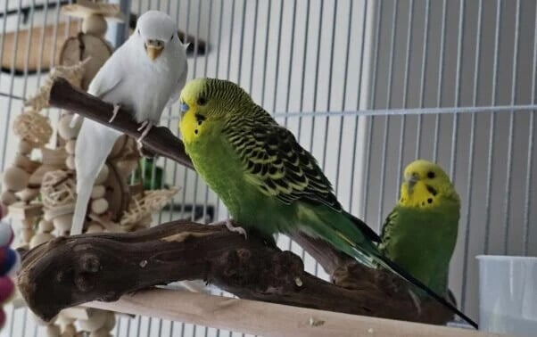 birds in a cage