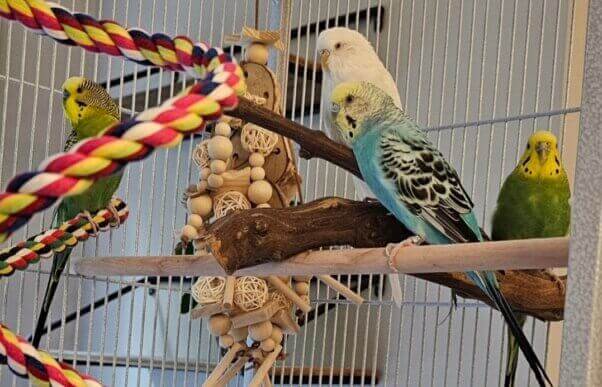 birds in a cage
