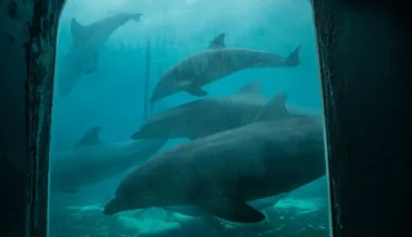 Diles a los delfinarios de México que liberen a los delfines en santuarios costeros