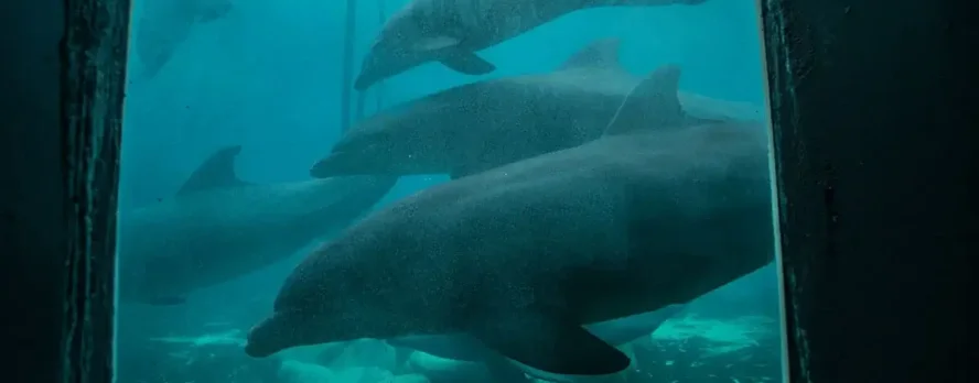 Diles a los delfinarios de México que liberen a los delfines en santuarios costeros